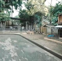 Halaman juga tak kalah luas. Selain kolam renang bergaya resor, area tersebut juga dimanfaatkan sebagai kebun binatang mini. (Foto: YouTube/Atta Halilintar)