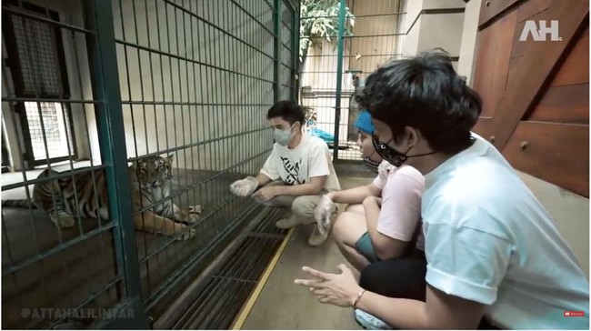 Orang-orang mengenal Alshad Ahmad yang menyukai binatang dan satwa liar. Tak heran bila salah satu bagian halaman rumanya disulap menjadi kebun binatang mini. (Foto: YouTube/Atta Halilintar)