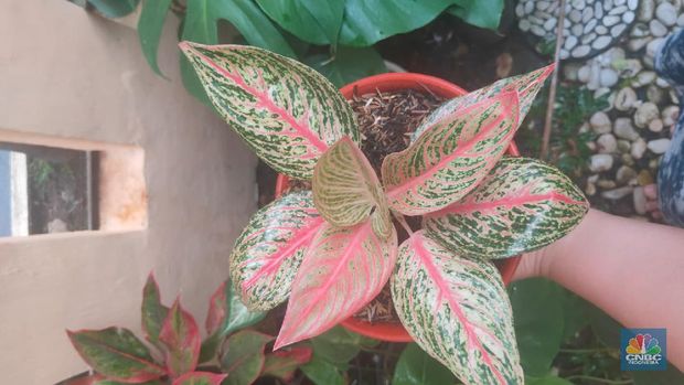 Tanaman Aglonema Red Legacy (CNBC Indonesia/Sefti Oktarianisa)