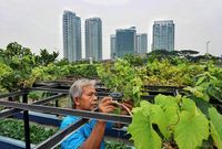 Mahasiswa UB Ajak Masyarakat Lakukan Urban Farming Untuk Perkuat ...