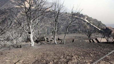 Kebakaran Hutan di Aljazair, 38 Orang Tewas