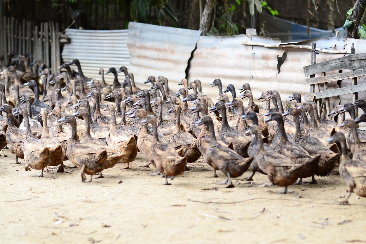 Bebek Hibrida Paling Populer Karena Dagingnya Empuk dan Tebal