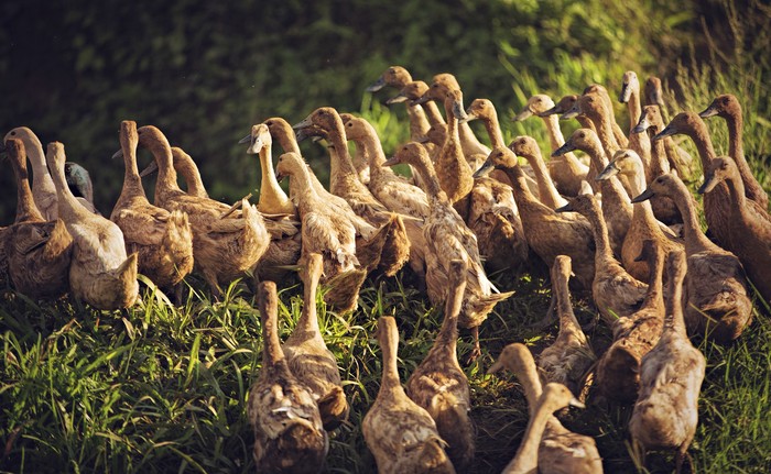 Bebek Hibrida Paling Populer Karena Dagingnya Empuk Dan Tebal