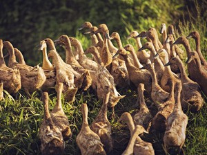 Bebek Hibrida Paling Populer Karena Dagingnya Empuk dan Tebal