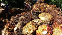 Pemanfaatan energi baru terbarukan termasuk biofuel. Biofuel merupakan solusi semu bagi transisi energi, karena akan menaikkan laju deforestrasi untuk pemenuhan produksi dan akan memperlebar penyelewengan penggunaan dana pemulihan ekonomi kepada subsidi minyak bumi dan kegiatan ekstensifikasi lahan bagi industri berbasis kelapa sawit. Foto: ANTARA FOTO/AKBAR TADO.
