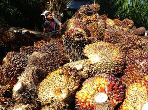 Pupuk Mahal, Petani Sawit di Sumut Terpaksa Gunakan Limbah Pabrik