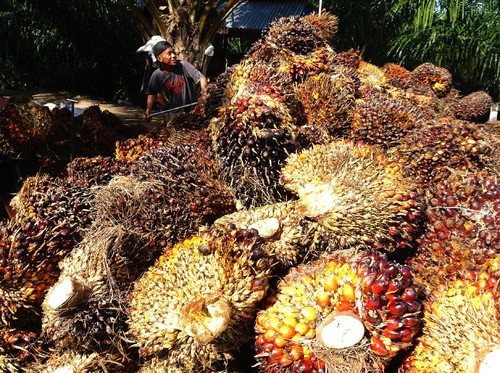 Limbah Sawit Diolah Jadi EBT demi Tekan Karbon