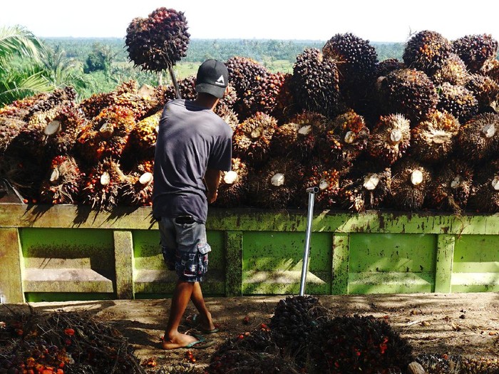 Pekerja membongkar muat Tandan Buah Segar (TBS) kelapa sawit ke atas truk di Mamuju Tengah , Sulawesi Barat, Rabu (11/08/2021). Harga TBS kelapa sawit tingkat petani sejak sebulan terakhir mengalami kenaikan harga dari Rp1.970 per kilogram naik menjadi Rp2.180  per kilogram disebabkan meningkatnya permintaan pasar sementara ketersediaan TBS kelapa sawit berkurang. ANTARA FOTO/ Akbar Tado/wsj.
