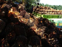 RI Geber Biodiesel dari 221 Ribu Ha Lahan Sawit Hasil Sitaan Kasus Korupsi