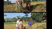 Selain ngopi, Lutfi juga pernah panen padi. Momen serunya di sawah ini dilakukan bersama petani. Ia ingin tahu proses menanam padi hingga menjadi beras yang siap olah.  Foto: instagram @lutfiagizal