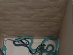 Penyelundupan Ular Lewat Jasa Ekspedisi Terjadi Dua Kali di Bandung