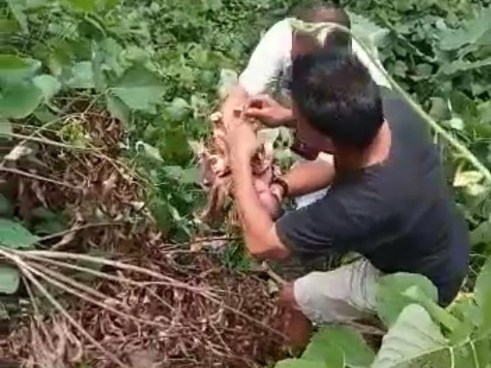 Lokasi penemuan bayi perempuan yang masih hidup di Asahan, Sumut