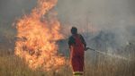 Potret Kebakaran Hutan yang Melanda Italia