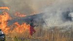 Potret Kebakaran Hutan yang Melanda Italia