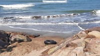 Sayangnya, kondisi tersebut tak terlihat lagi saat ini. Detikcom menyambangi Pantai Florida Anyer pada Kamis (12/8/2021) pagi. Pantai itu begitu sepi bahkan nyaris tak ada tanda-tanda kehidupan manusia.