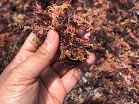 Geliat Petani Rumput Laut