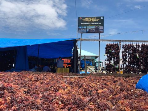Geliat Petani Rumput Laut