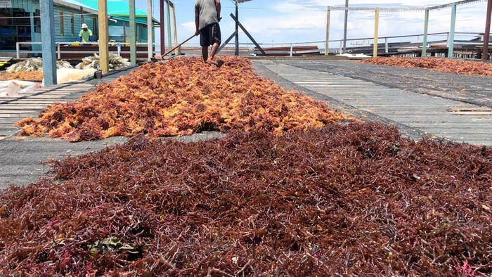 Geliat Petani Rumput Laut