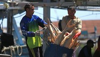 Menteri Kelautan dan Perikanan Sakti Wahyu Trenggono mengatakan sektor perikanan menunjukkan pertumbuhan positif yakni naik 9,69 persen pada kuartal II 2021.