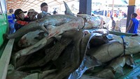 Nilai Produk Domestik Bruto (PDB) Perikanan pada kuartal II sebesar Rp 188 triliun atau 2,83 persen terhadap nilai PDB Nasional. Kenaikan ini dipicu oleh peningkatan produksi perikanan budidaya dan perikanan tangkap karena cuaca mendukung.