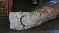 Pekerja mengumpulkan ikan hiu ke dalam mobil di tempat pelelangan ikan Karangsong.