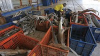 Berbagai jenis ikan hiu masih menjadi target tangkapan nelayan di daerah itu untuk diambil sirip ataupun dagingnya karena nilai jual yang tinggi.