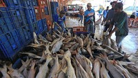 Nelayan melakukan bongkar muat ikan di Pelabuhan Karangsong, Indramayu, Jawa Barat, Kamis (12/8/2021).
