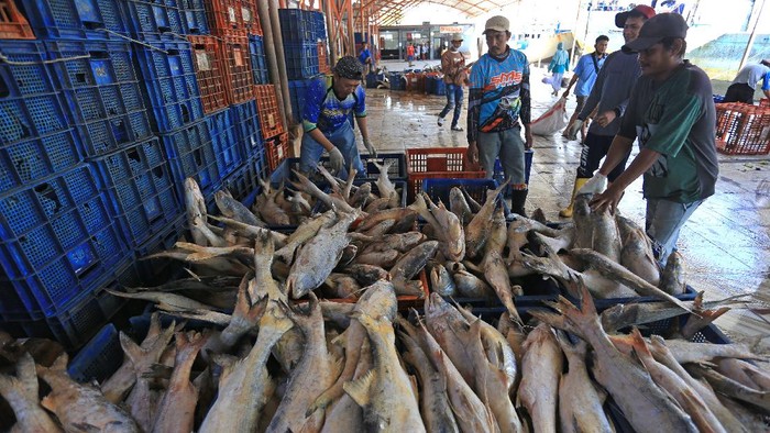 HIU HASIL TANGKAPAN NELAYAN Pekerja mengumpulkan ikan hiu ke dalam keranjang di tempat pelelangan ikan Karangsong, Indramayu, Jawa Barat, Kamis (12/8/2021). Berbagai jenis ikan hiu masih menjadi target tangkapan nelayan di daerah itu untuk diambil sirip ataupun dagingnya karena nilai jual yang tinggi. ANTARA FOTO/Dedhez Anggara/foc.