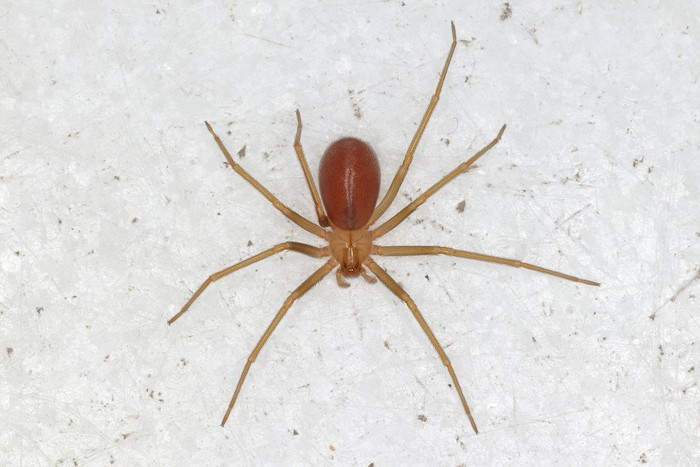 Laba-laba Loxosceles rufescens