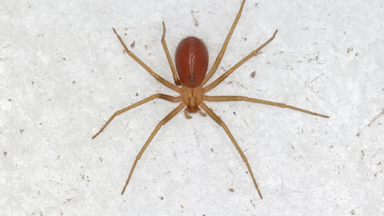Laba-laba Loxosceles rufescens Laba-laba Loxosceles rufescens