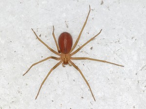 Digigit Laba-laba Bukan Jadi Spiderman, tapi Turis Ini Harus Amputasi Jari-jarinya