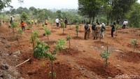 100 Anak tangga itu bisa digunakan untuk melihat lembah atau tebing yang bisa digunakan untuk latar berswafoto. Saat ini, Lembah Tangga 100 ini baru ditanami sekitar 450 batang bibit pohon buah. 