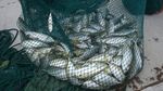 Sosok Nelayan Sabira di Kepulauan Seribu