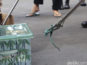 5 Ular Berbisa yang Coba Diselundupkan ke Luar Negeri Akan Dilepasliarkan
