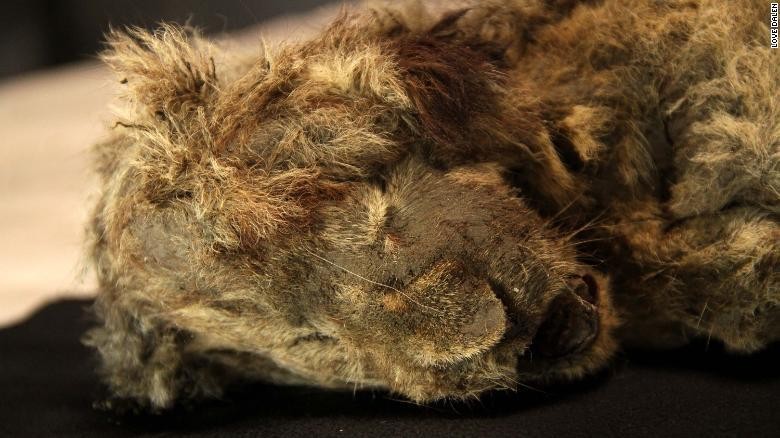 Penemuan mumi singa gua di Siberia Penemuan mumi singa gua di Siberia