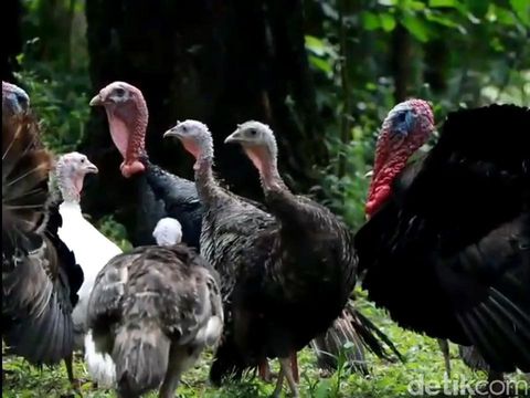 Penutupan Taman Safari Indonesia (TSI) Prigen Pasuruan selama PPKM berdampak pada kelestarian satwa. TSI Prigen terpaksa membuka donasi untuk kebutuhan pakan ribuan satwa.