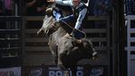 Aksi Berani Para Koboi Menaklukan Banteng Rodeo 