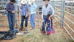 Aksi Berani Para Koboi Menaklukan Banteng Rodeo 