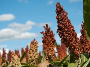 Pakar Ungkap 3 Protein Nondaging yang Baik untuk Otak, Sudah Kamu Coba?