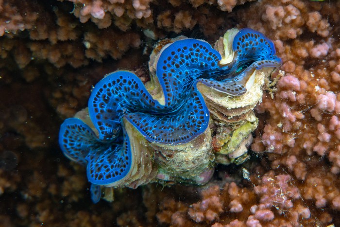 Kerang Kima 4 Fakta Kerang Kima, Ukurannya Jombo hingga Klaim untuk Vitalitas Pria