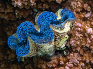 4 Fakta Kerang Kima, Ukurannya Jombo hingga Klaim untuk Vitalitas Pria