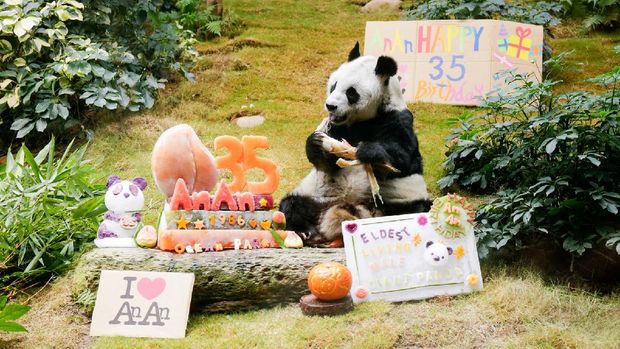 Panda ulang tahun