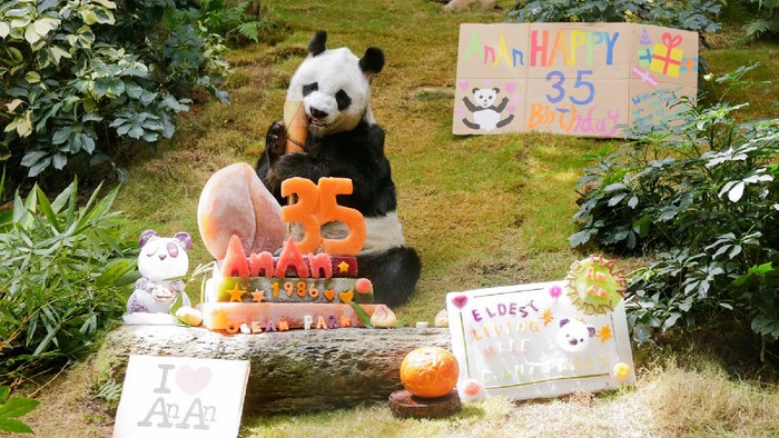 Panda ulang tahun