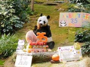 Panda An An Rayakan Ulang Tahun ke-35 di Ocean Park