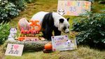 Panda An An Rayakan Ulang Tahun ke-35 di Ocean Park