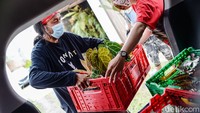 Permintaan terbanyak untuk tanaman seharga Rp 50.000 hingga Rp 200.000. Edly Tahier menyatakan nilai tertinggi sebuah tanaman yang sempat terjual mencapai Rp 4 juta. 