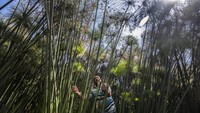 Di sanalah pusat produksi papirus terbesar di Mesir. (AFP/KHALED DESOUKI)