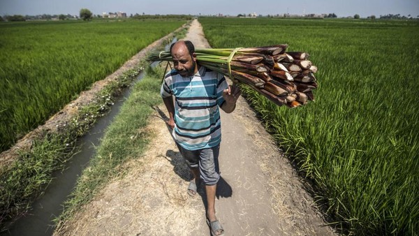Papirus digunakan oleh orang Mesir kuno sebagai kertas tulis. Kini, seniman lokal menghiasi papirus dengan hieroglif, kaligrafi Arab, dan representasi dari zaman kuno dan alam untuk membuat suvenir bagi turis. (AFP/KHALED DESOUKI) Papirus digunakan oleh orang Mesir kuno sebagai kertas tulis. Kini, seniman lokal menghiasi papirus dengan hieroglif, kaligrafi Arab, dan representasi dari zaman kuno dan alam untuk membuat suvenir bagi turis. (AFP/KHALED DESOUKI)