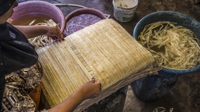 Papirus di Mesir A woman cuts papyrus by a thread at the workshop in the village of al-Qaramous in Sharqiyah province, in Egypt's northern fertile Nile Delta region, some kilometres northeast of the capital on July 28, 2021. - In the lush green fields of Egypt's fertile Delta Valley, farmers in the small village of In the lush green fields of Egypt's fertile Delta Valley, farmers in the small village of Al-Qaramus have kept alive the ancient Pharaonic tradition of making papyrus paper. In the 1970s, a plastic arts teacher taught the farmers how to reappropriate agricultural and artistic techniques dating back millenia to plant the valuable reed and transform it into brownish paper with ornate drawings and text. Al-Qaramus is now the largest hub of papyrus production nationwide, according to agricultural experts. (Photo by Khaled DESOUKI / AFP)