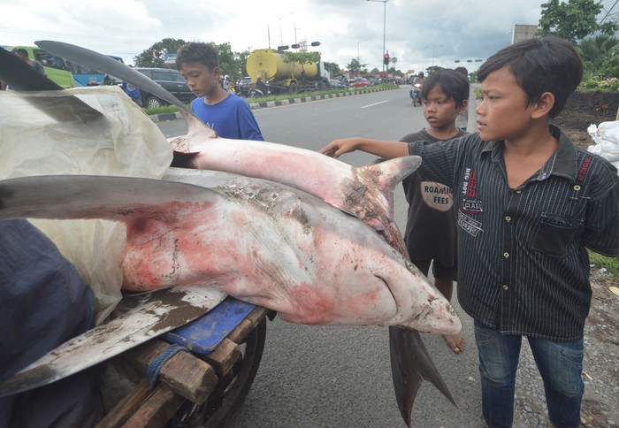 Seorang pedagang ikan membawa dua ekor ikan hiu menggunakan motor di Ikua Koto, Padang, Sumatera Barat, Jumat (13/8/2021). Pedagang mengaku mendapatkan hiu tersebut karena tidak sengaja terjerat jaring nelayan dan dijualnya seharga Rp1 juta per ekor. ANTARA FOTO/Iggoy el Fitra/foc.